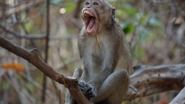 World's Worst Query Letters and Book Proposals For November, 2025!