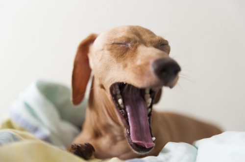 Yawning, Dog
