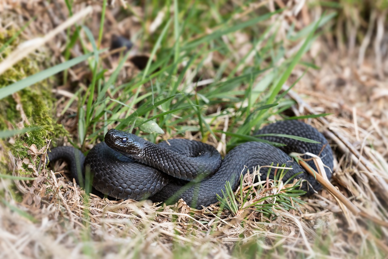 Black, Snake