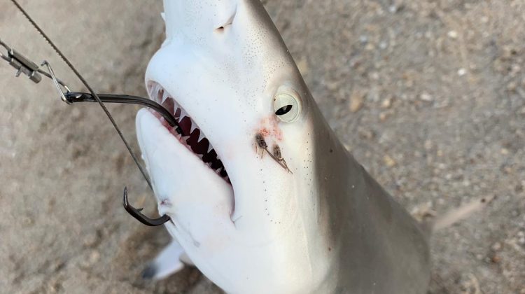 I Caught a Shark! A SHARK!! I Caught a Shark! A SHARK!!