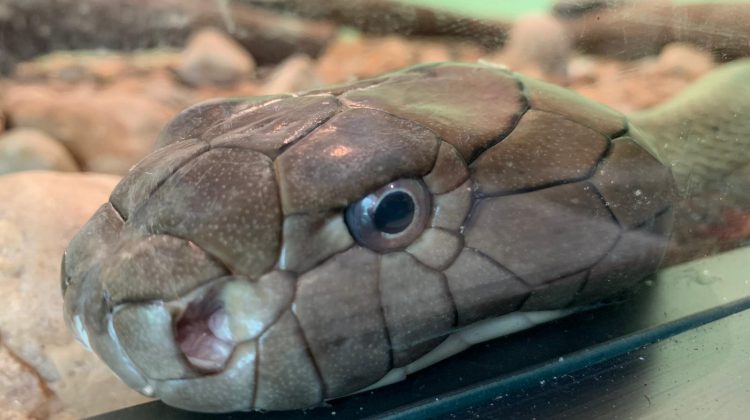 The Guy Who Got Bit by One Snake SIX TIMES! The Guy Who Got Bit by One Snake SIX TIMES!
