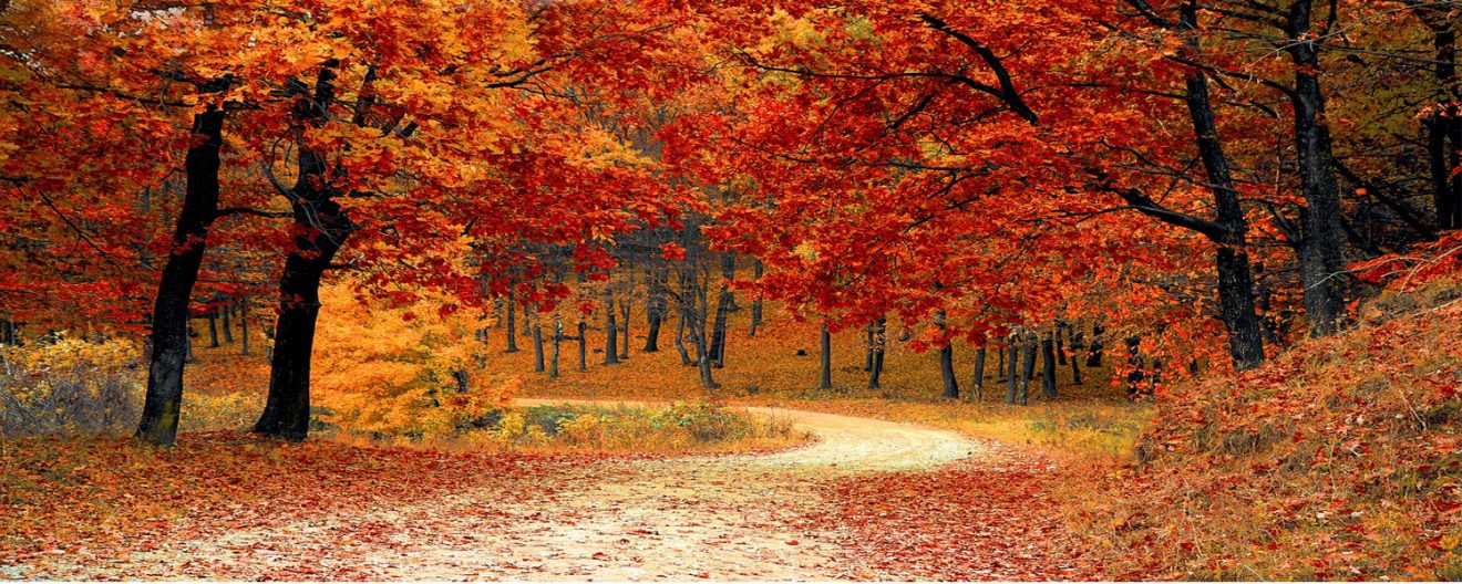 autumn_leaves_1573233186