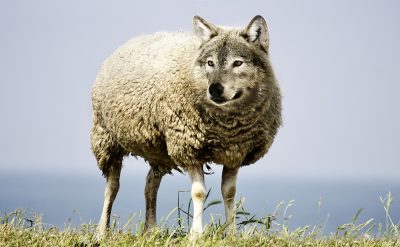 WOLF, SHEEP