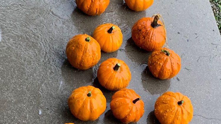 Oh My Gourd!!! Oh My Gourd!!!