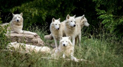 Woman, Raised by Wolves as a Child, Sues Publisher as an Adult...and Then All Hell Breaks Loose!