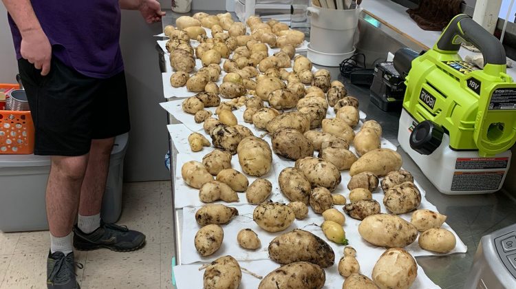 Guess the Weight of Mason’s Tater Harvest, and Win a Free Book Publishing Package from BookLocker!
