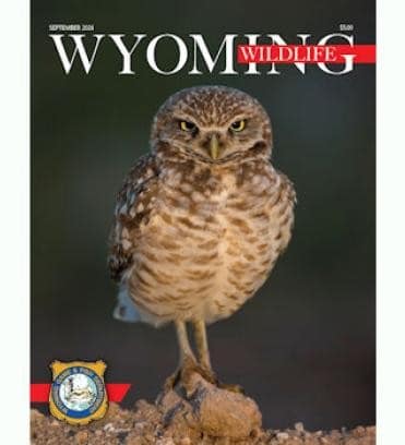 Wyoming Wildlife Wyoming Wildlife