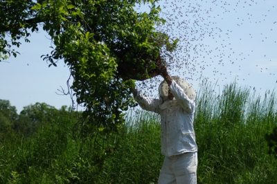 Bees! Bees!! Everywhere!!! - by Brian Whiddon, Managing Editor