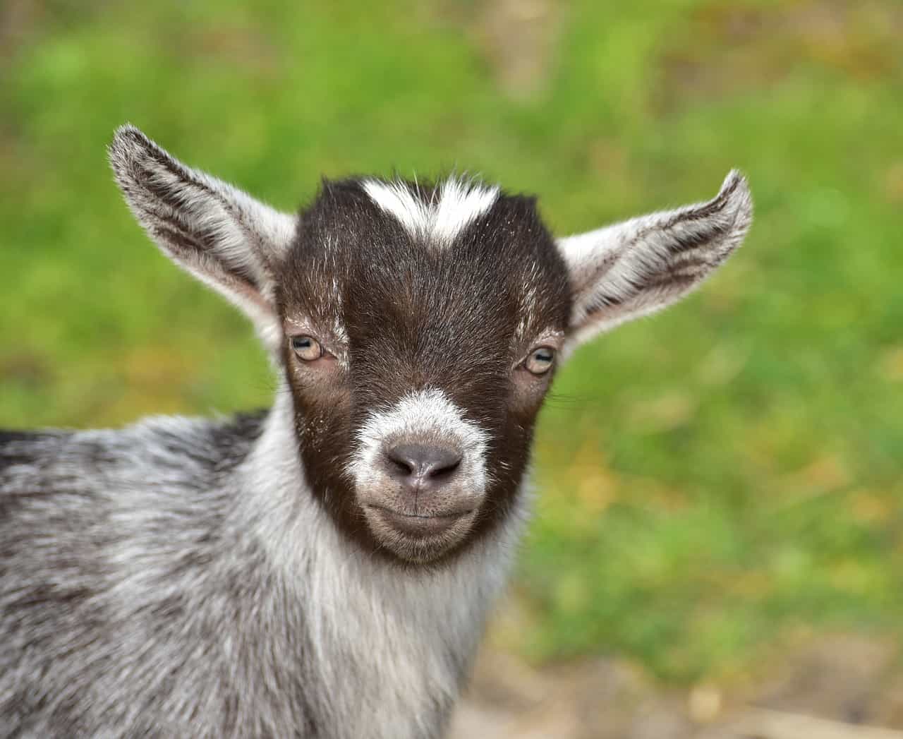 Have You or Someone You Know Ever Owned a Pygmy Goat?