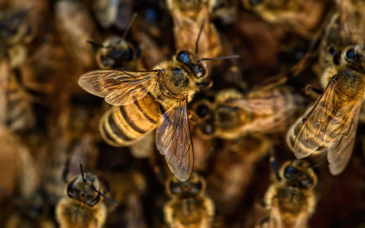 Worsening (Frightening!) Allergy Forces Sale of Our Bees :(