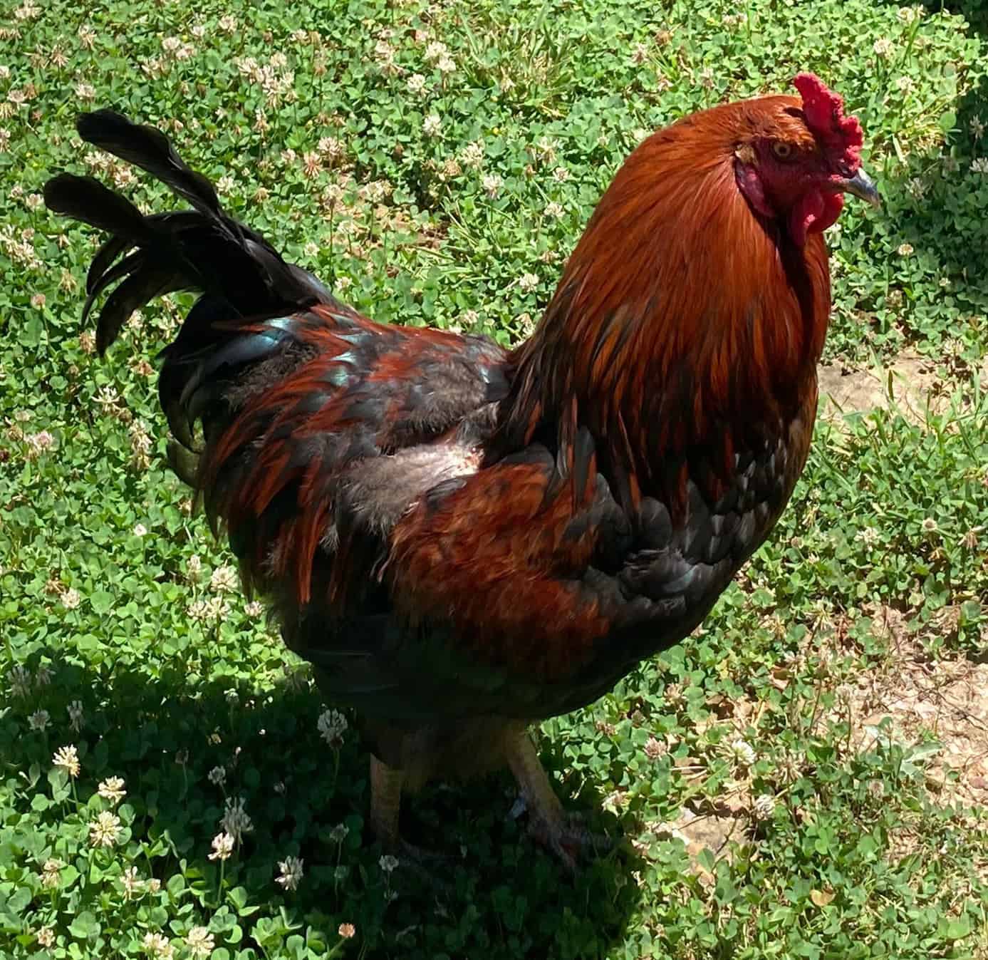 Our Neighbor’s Dog Caught Randy the Rooster!