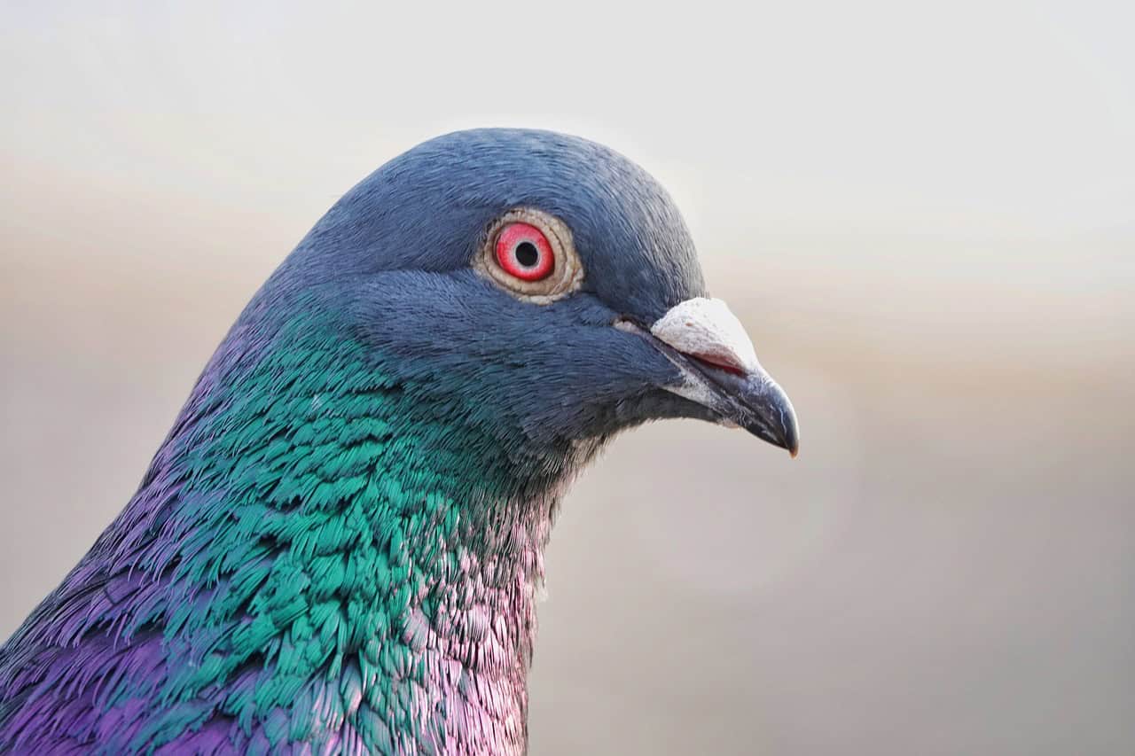 A Pigeon With a Scroll on Its Leg Interrupts a Picnic – Topic, Common Themes, and WINNERS of the WritersWeekly.com Spring, 2024 24-Hour Short Story Contest
