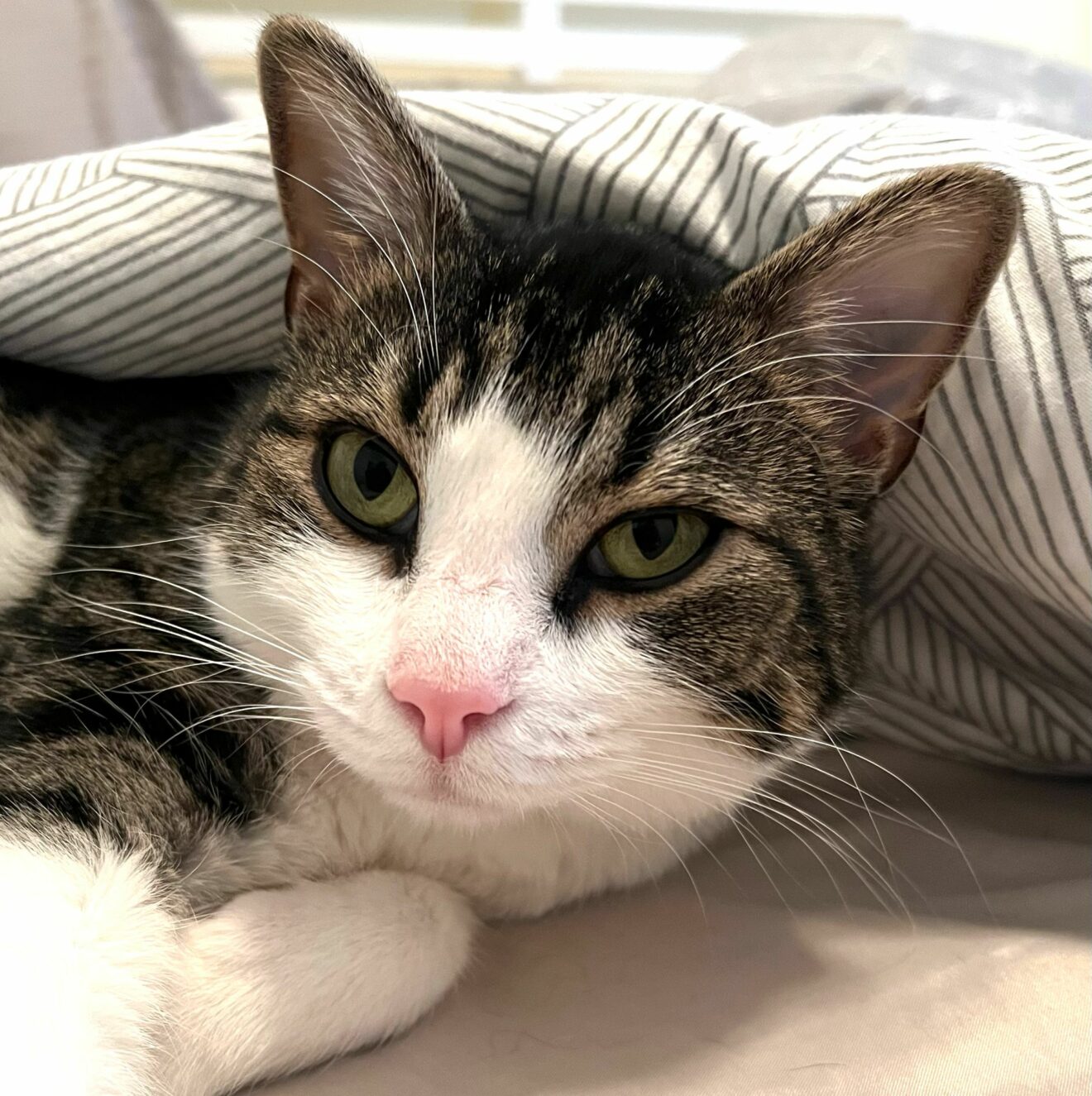 Rocky the (Bleep)! Does YOUR Cat Do This?!