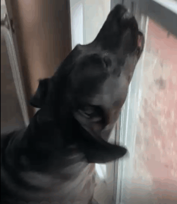 Male “Karens” and K9 Tornado Warnings – by Brian Whiddon, Managing Editor Male “Karens” and K9 Tornado Warnings – by Brian Whiddon, Managing Editor