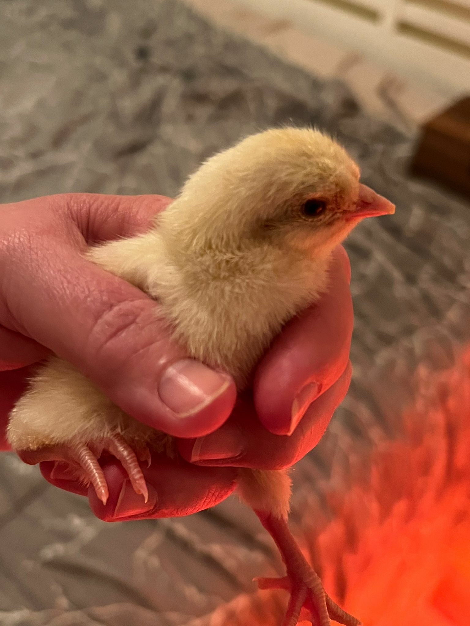 7 Chicks from 12 Incubated Eggs! – by Brian Whiddon, Managing Editor 7 Chicks from 12 Incubated Eggs! – by Brian Whiddon, Managing Editor