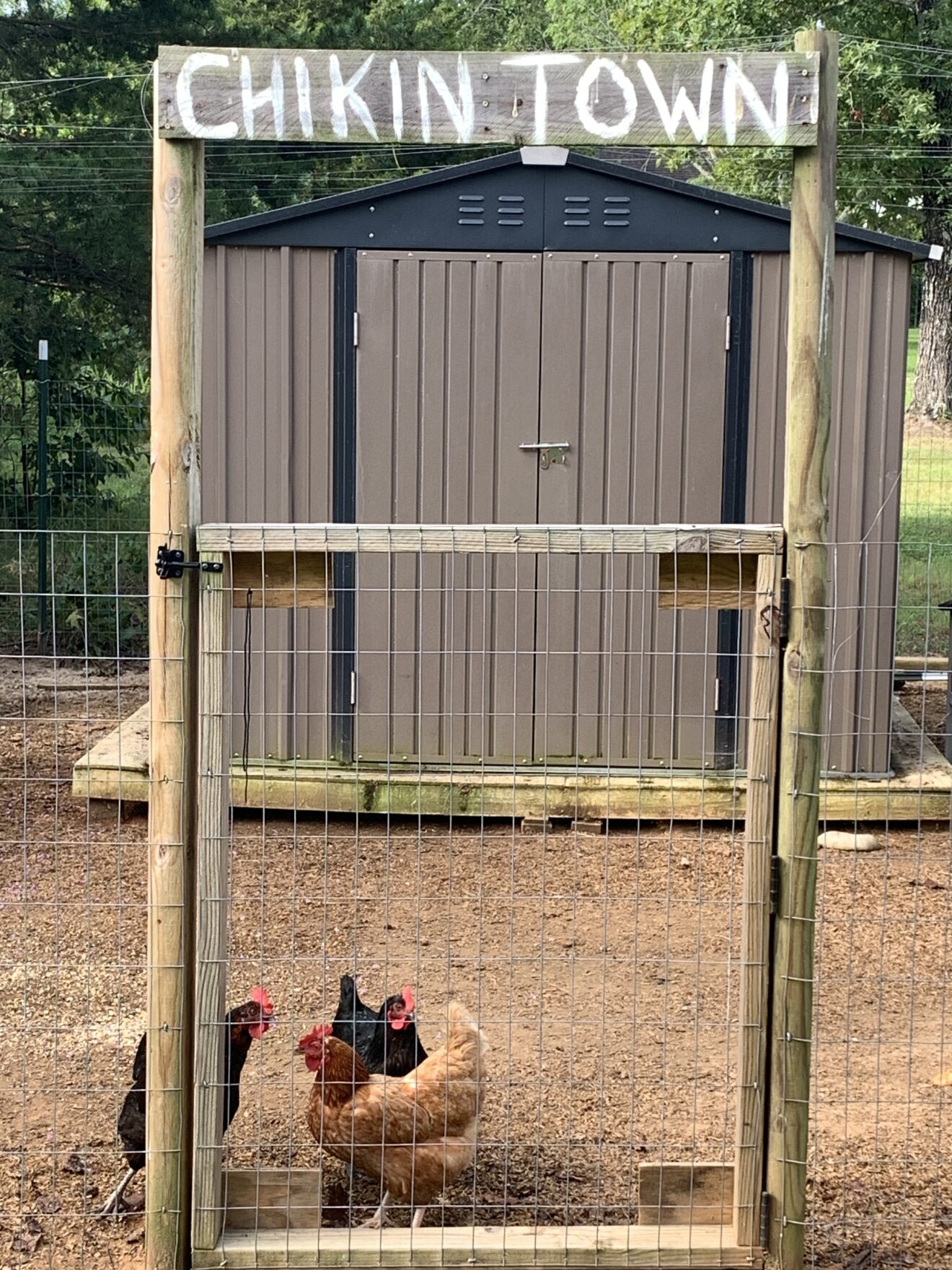 Chicken Life – Update on the chicks. - by Brian Whiddon: Managing Editor WritersWeekly