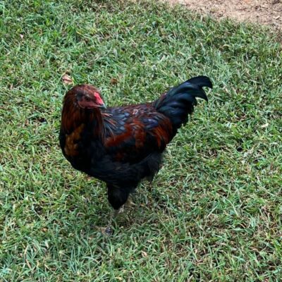 Grandma Badly Broke Her Femur + 2 More Chickens (POOF!) Disappeared!