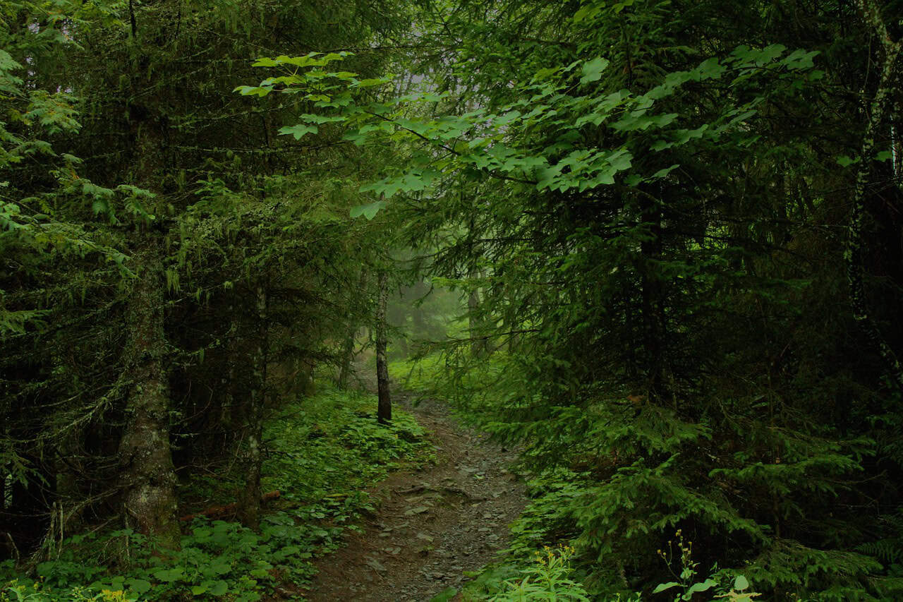 She stepped off the path while hiking, and DISAPPEARED! Where IS she?! – Topic, Common Themes, and WINNERS of the WritersWeekly.com Summer, 2025 24-Hour Short Story Contest