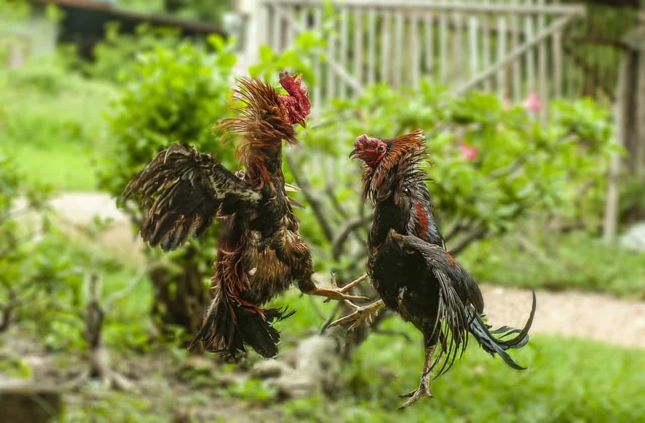 I Wrestled a Rooster…AND WON!!!