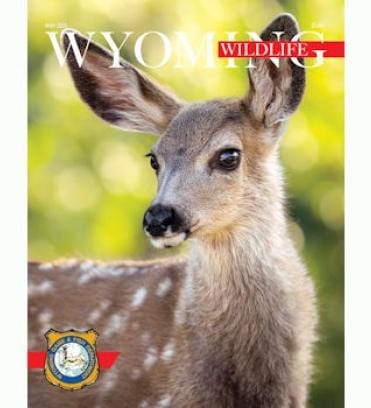 Wyoming Wildlife