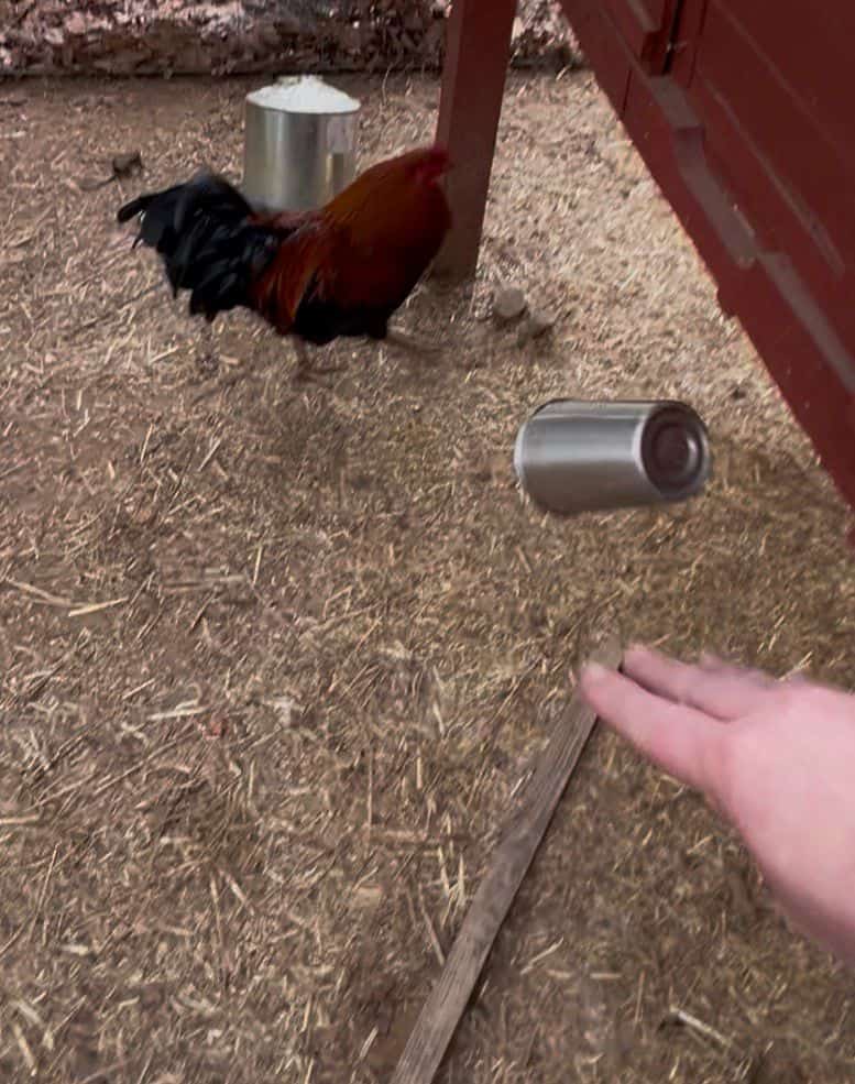 Capturing Coons and Kickin’ the Chicken