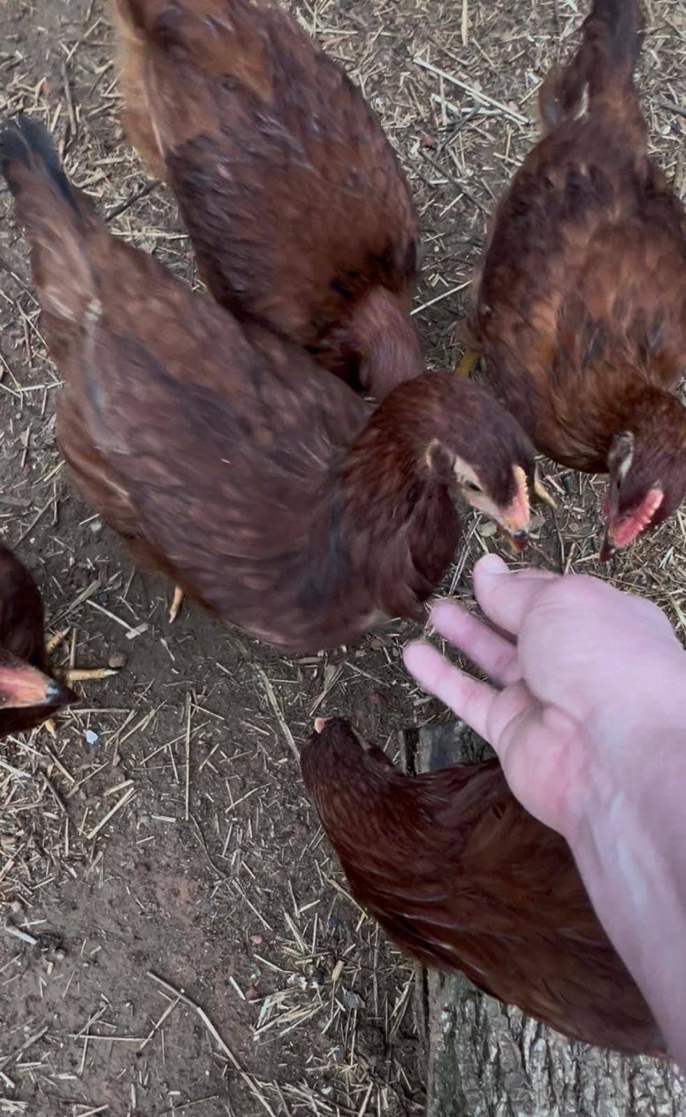 Finally! Some of Our Poultry Pets Like Me!! (I only got bit twice!!) Finally! Some of Our Poultry Pets Like Me!! (I only got bit twice!!)