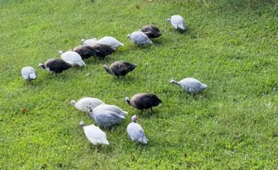 MASSIVE Invasion of the Guinea Fowl!! – by Brian Whiddon, Managing Editor MASSIVE Invasion of the Guinea Fowl!! – by Brian Whiddon, Managing Editor