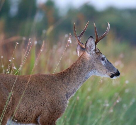 That 8-Point Buck Weighed WHAT??? – by Brian Whiddon – Managing Editor That 8-Point Buck Weighed WHAT??? – by Brian Whiddon – Managing Editor
